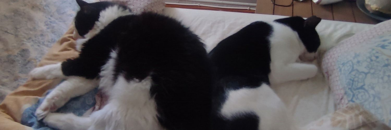 Murphyli Minnoş 🐼 🦝❤️🧑‍🏫 banner