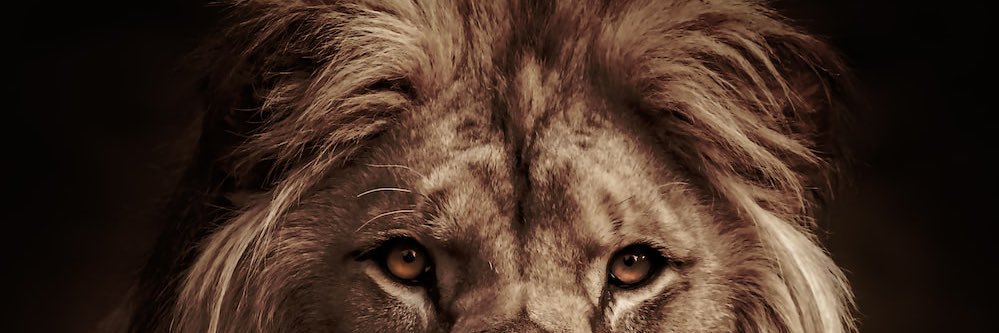 Luis A. Donadío S. banner