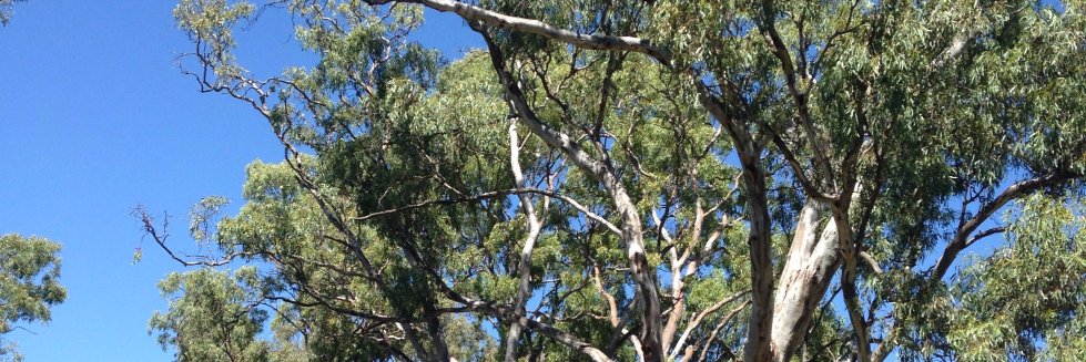 Fron Jackson-Webb banner