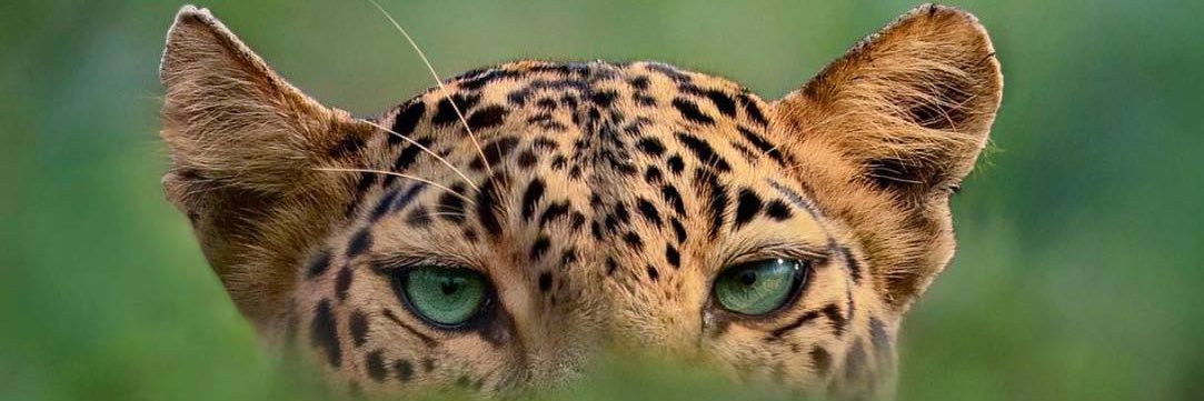jaydahmae's profile banner image