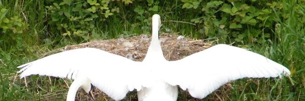 SaveKilkenny Profile Banner