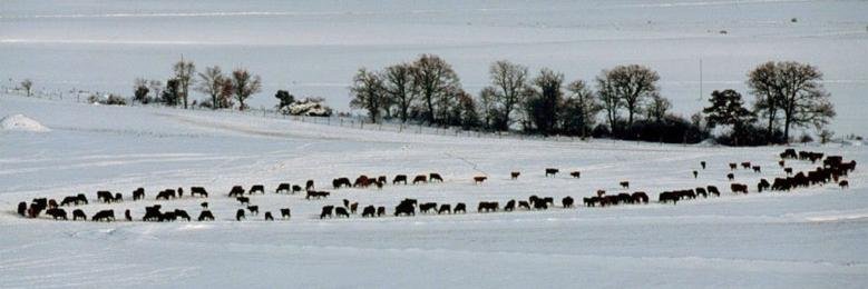 Antonio Bañuelos banner