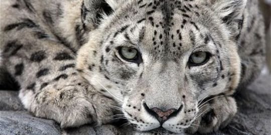 SnowFurBlueEyes's profile banner image