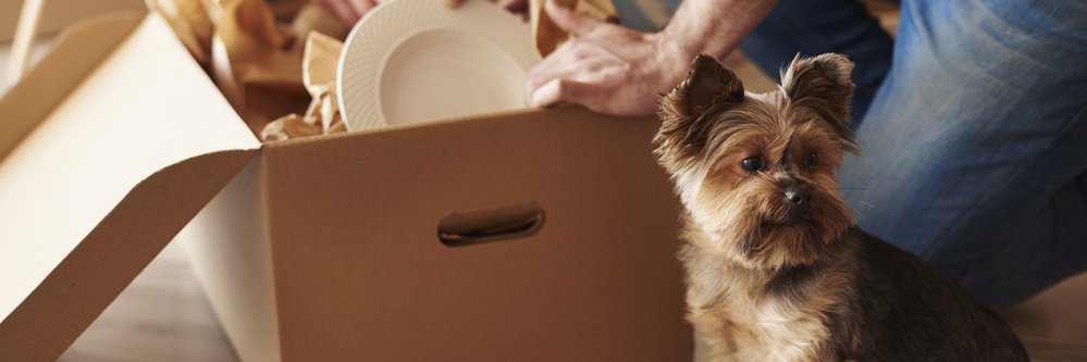 Master_Moving's profile banner image