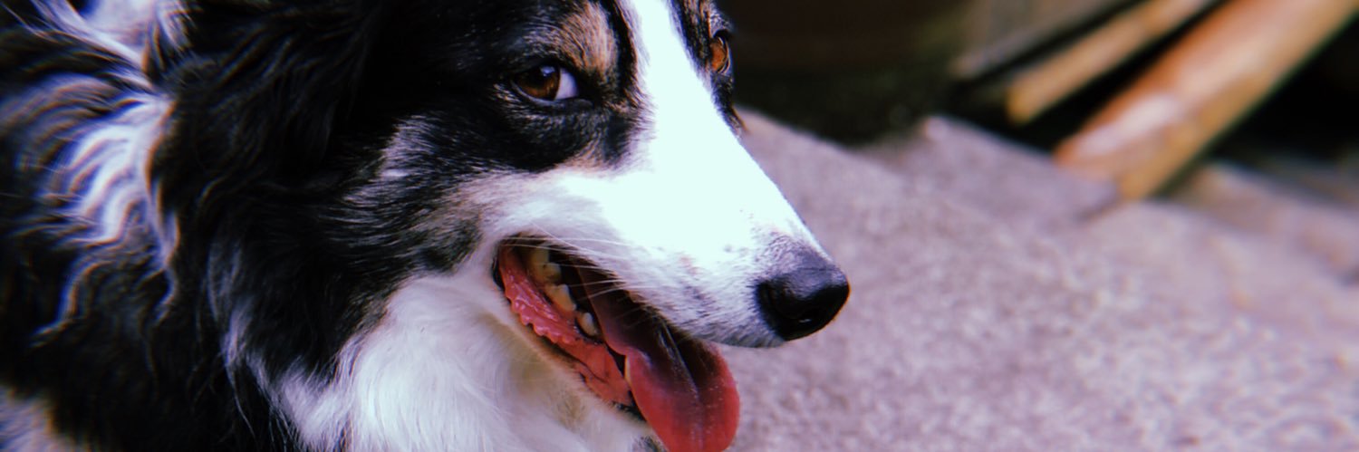 siobhanpocock_'s profile banner image