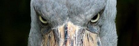 slatt_stanley's profile banner image