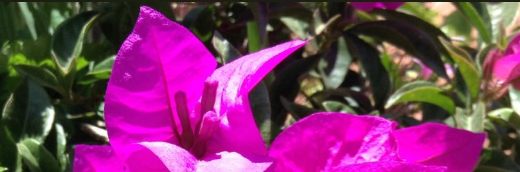 MarycarSR's profile banner image