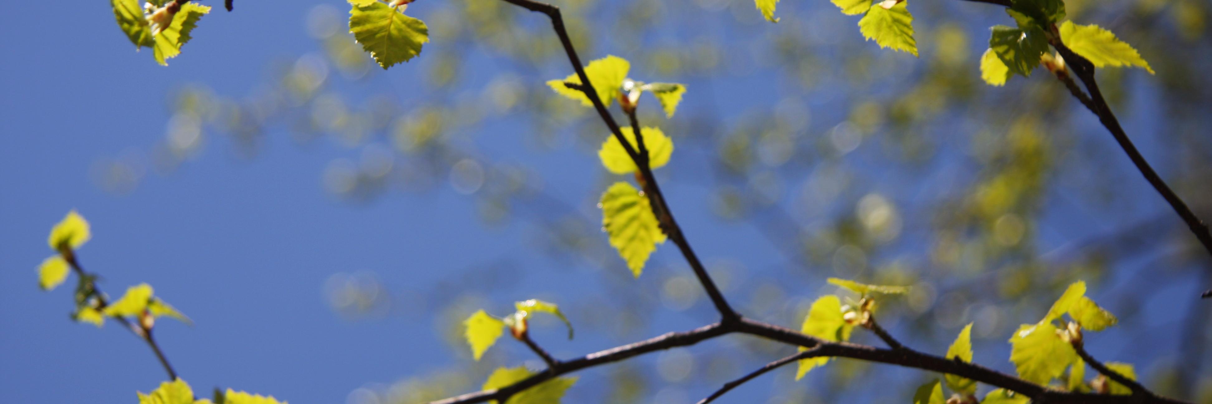 helmitiina's profile banner image