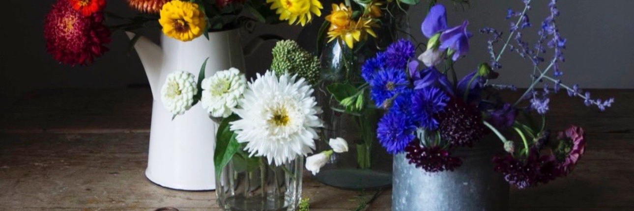 🍀BaileyRose🌹🍀 banner