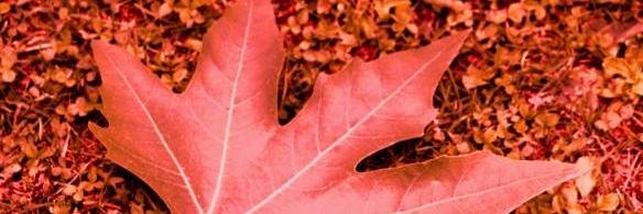 kingmirpur's profile banner image