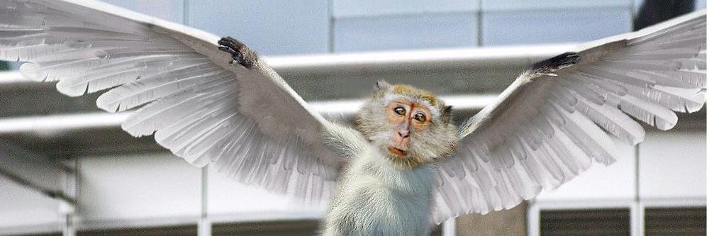 SweptWingMonkey's profile banner image