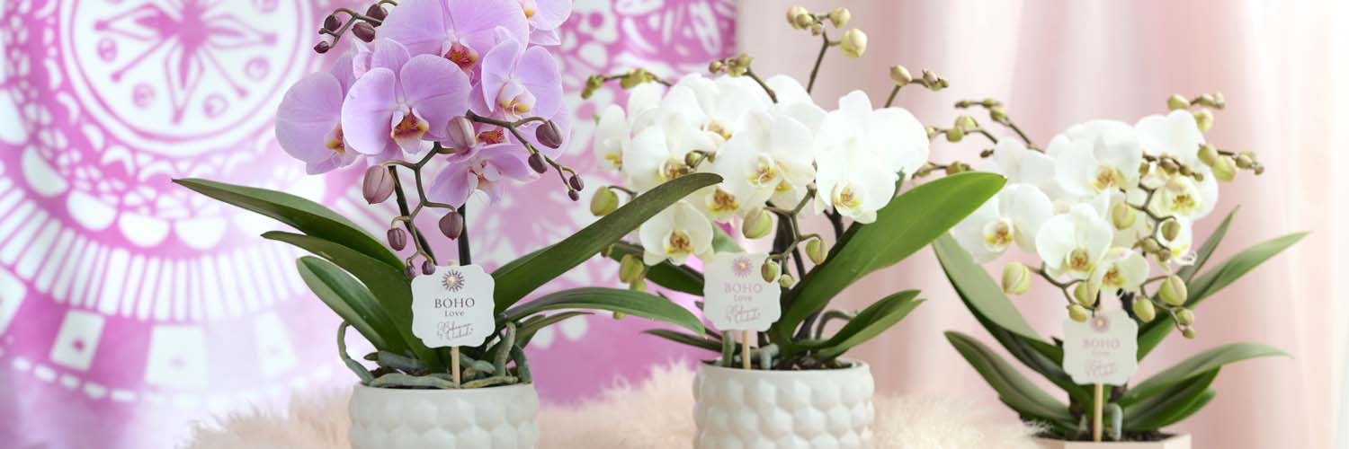 PikoPlant's profile banner image