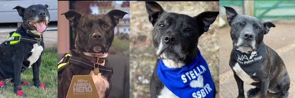 RPD2025STELLA Profile Banner