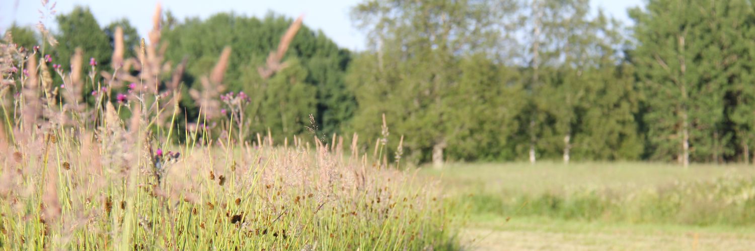 imbelupet's profile banner image