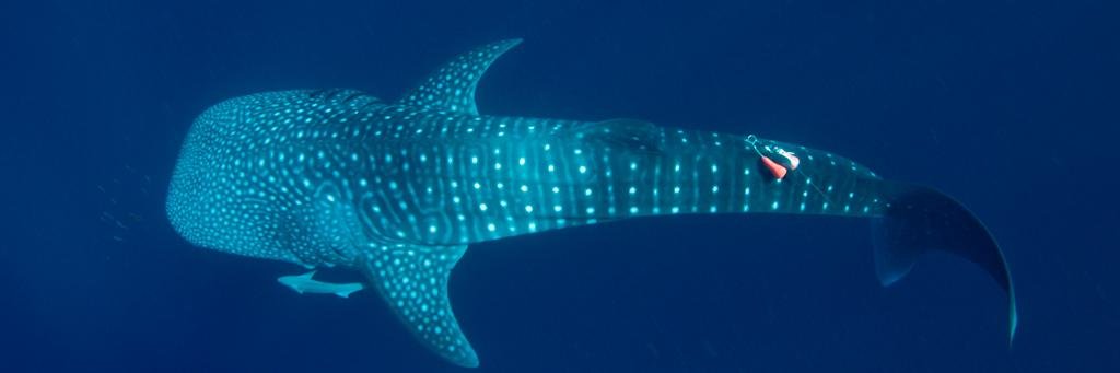 Adrian Gleiss banner