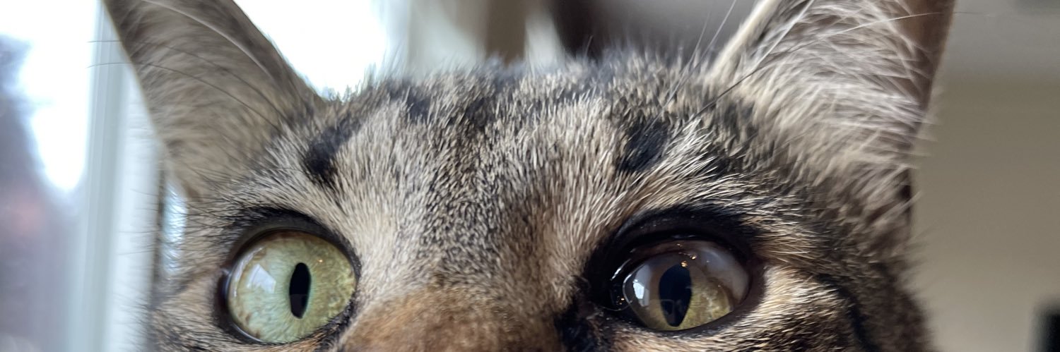 chaserainess's profile banner image