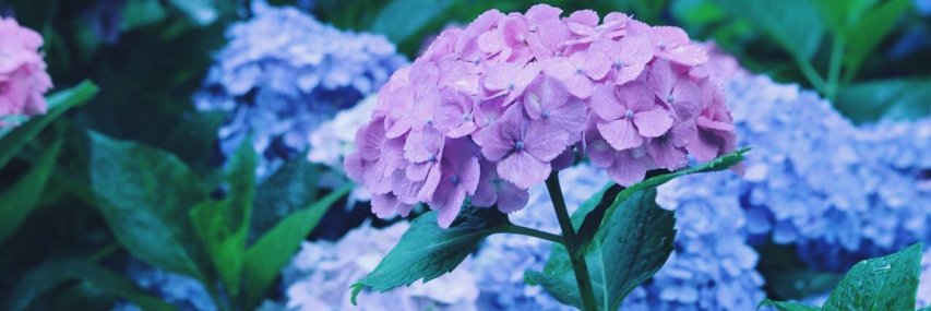 POSSUM 🌸 banner
