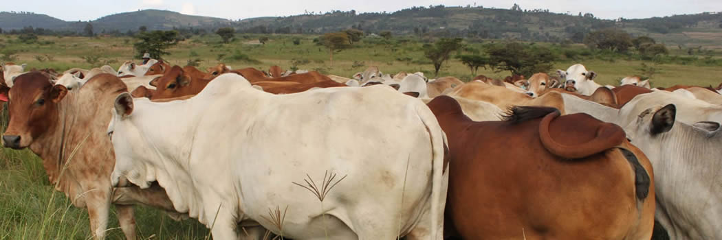 Abdirahman 特點 banner