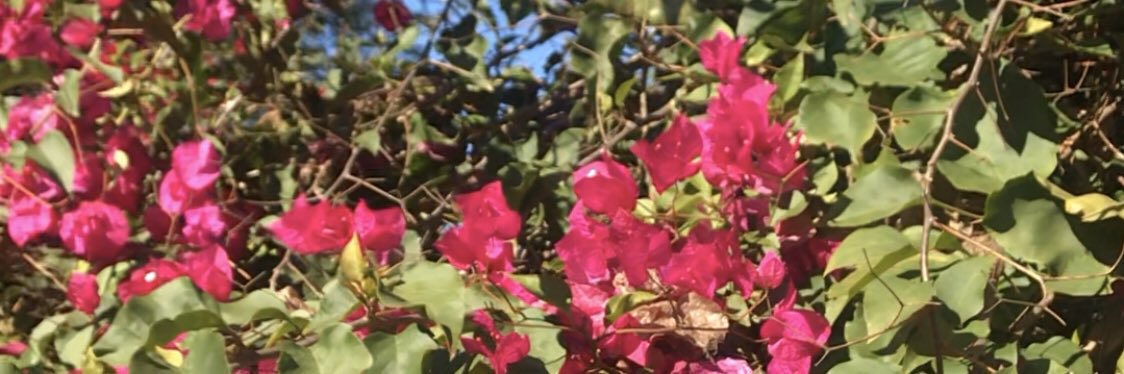 joysomerville's profile banner image