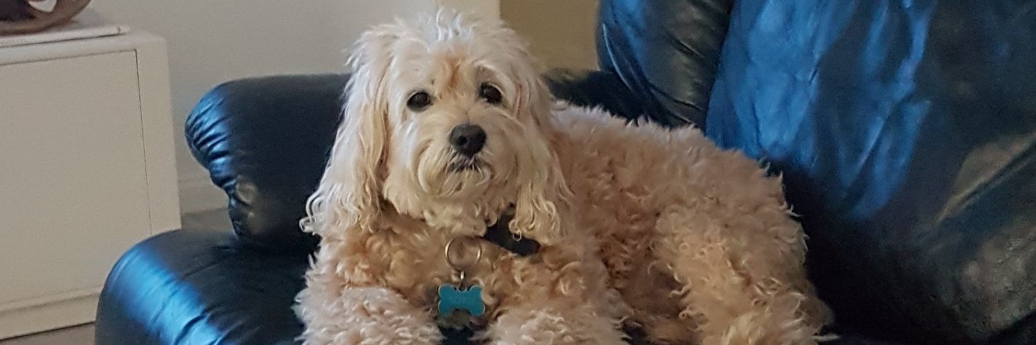 Bull 4 🐯🐺☠ banner