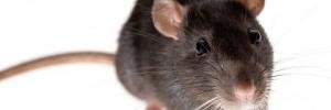 Rapid Rodent Removal banner