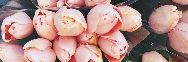 Disnetmeg's profile banner image