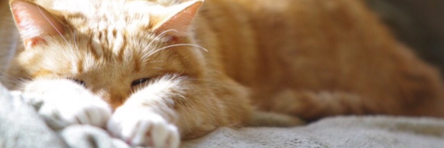 GingerHobbes's profile banner image
