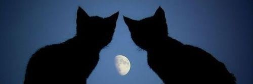 LoveSauce_Cat2's profile banner image