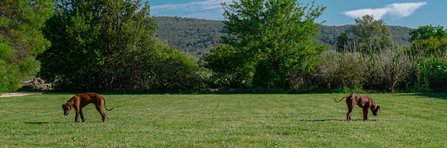 cicoayg's profile banner image