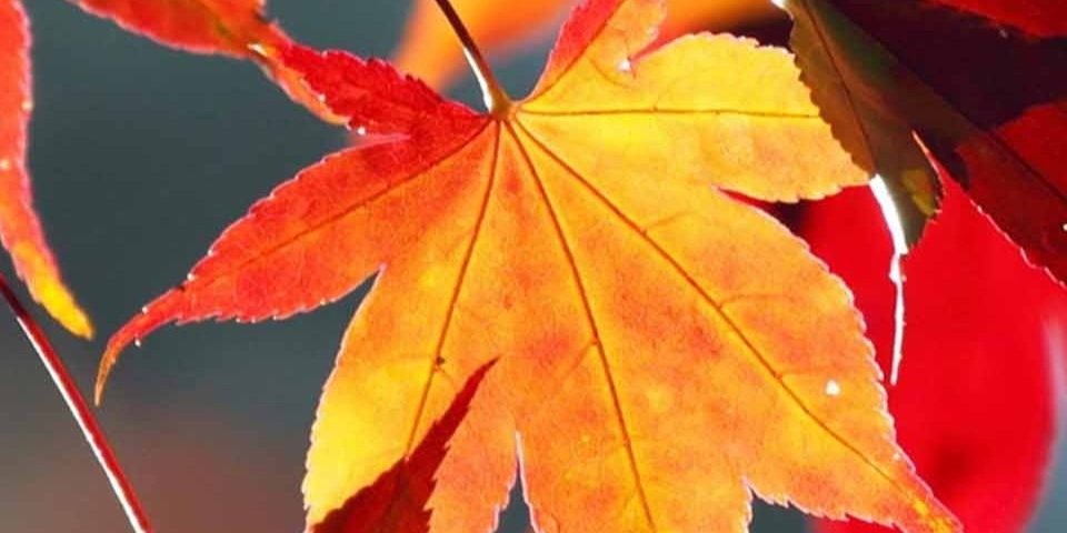 YufengGuan's profile banner image