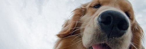 marcelopastron's profile banner image
