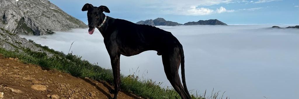 Aida Sariego Fueyo banner