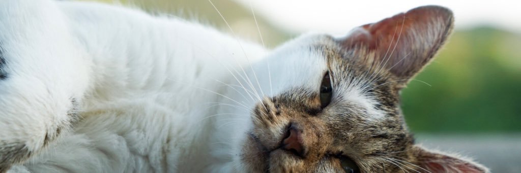 yangsa_pi's profile banner image