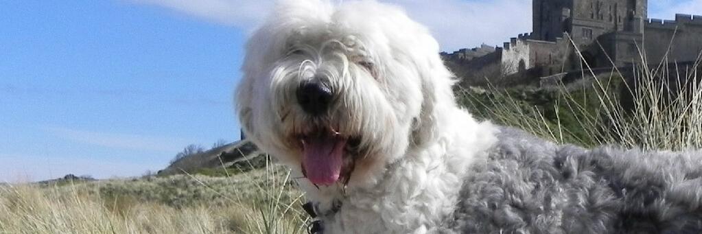 Lisa Gallagher banner