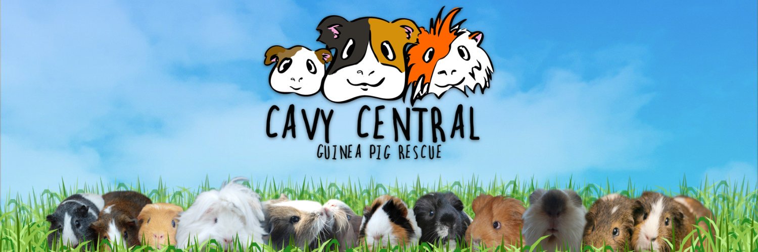 cavycentral's profile banner image