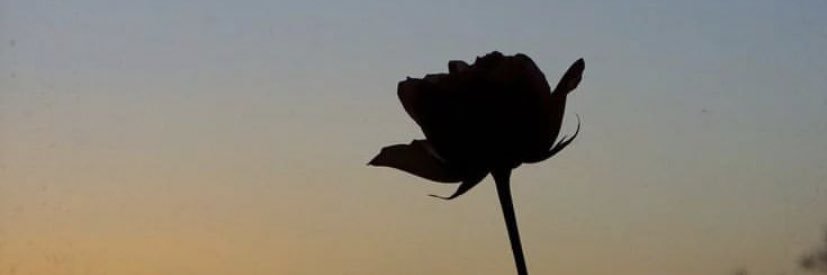 AriesGirl♈️ banner