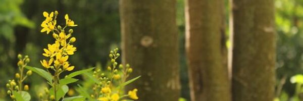 Jahnavi_R Profile Banner