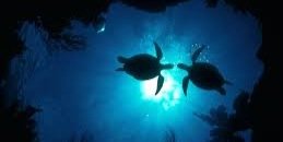 TurtleFanatic's profile banner image