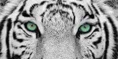 Luac19Cb's profile banner image