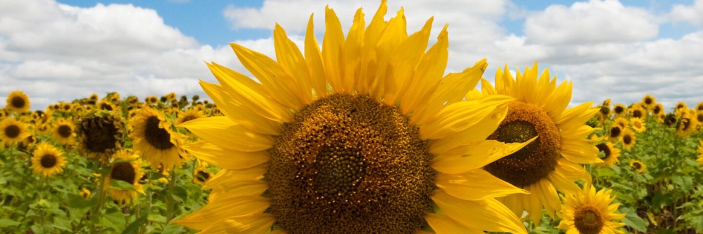 Britt_Katt's profile banner image