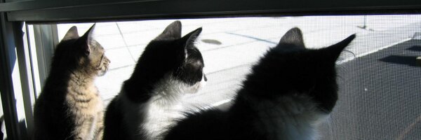 AmyMutts Profile Banner