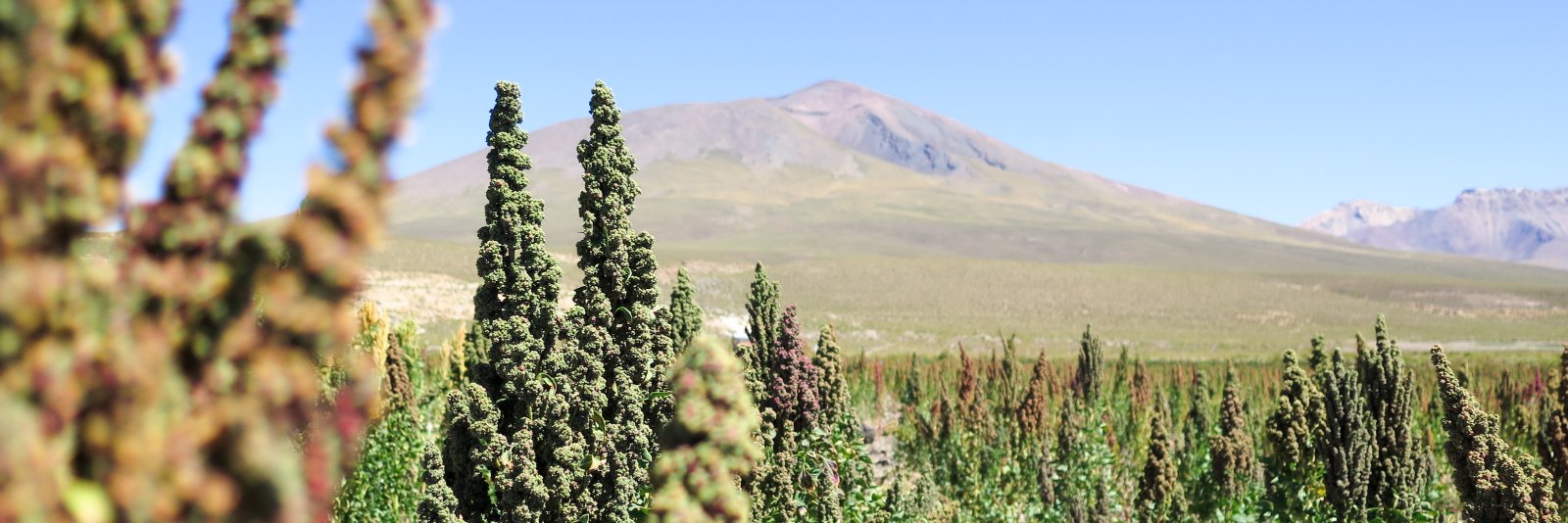 NatureCrops's profile banner image