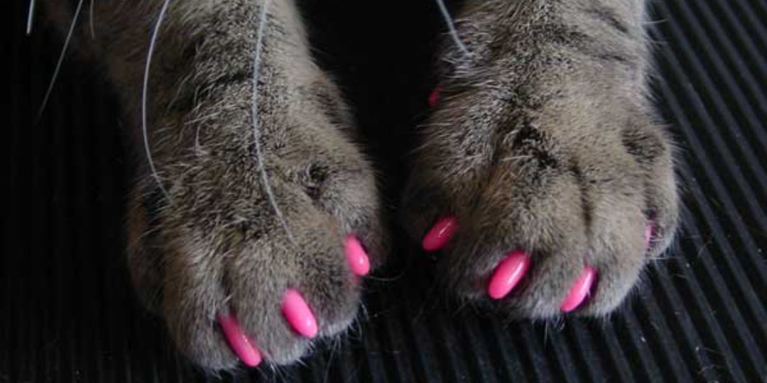 KittyCaffeinato's profile banner image