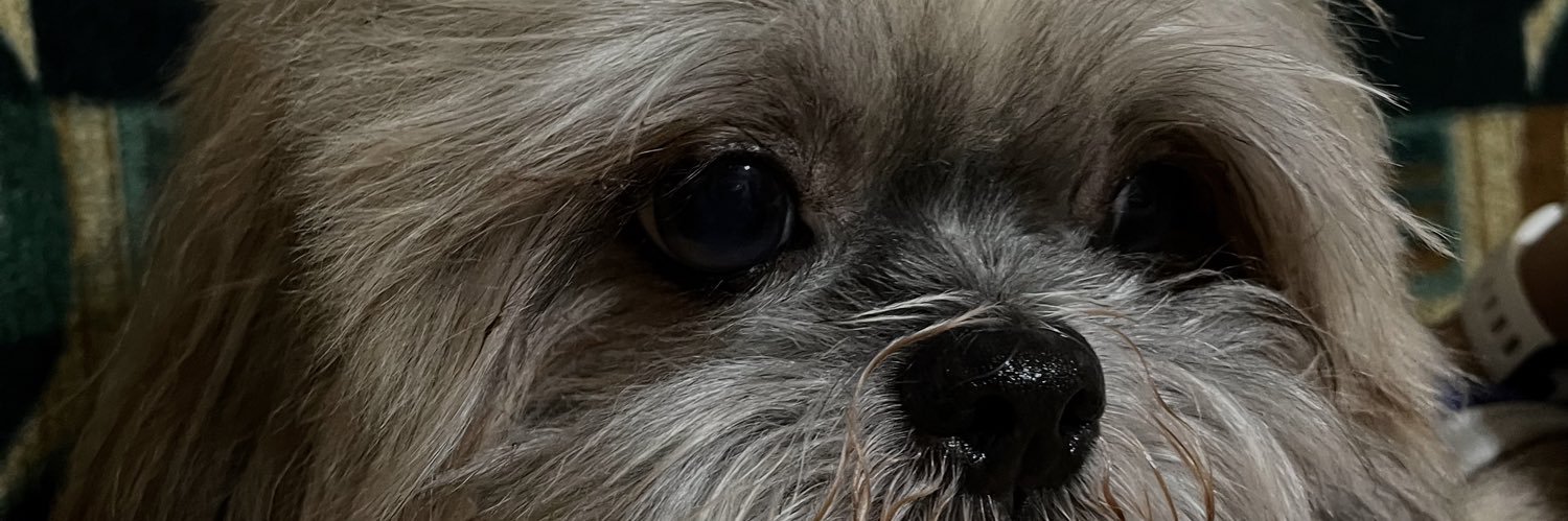 sofiasy_'s profile banner image