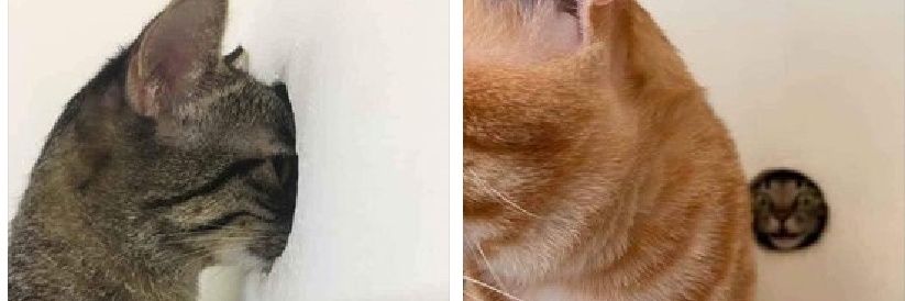 musterchiiw's profile banner image