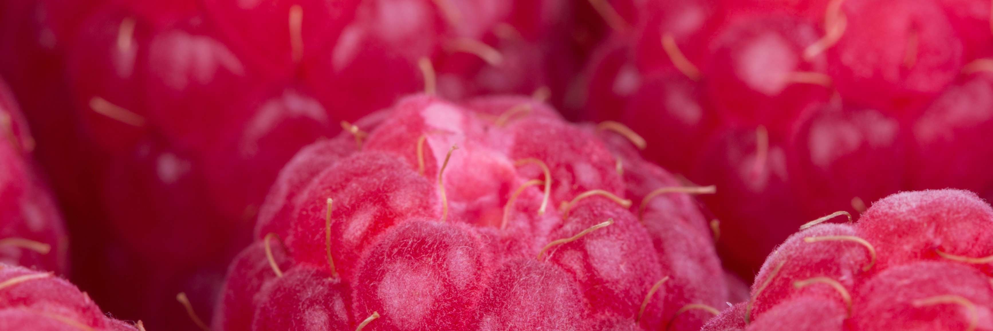 ElleHam's profile banner image