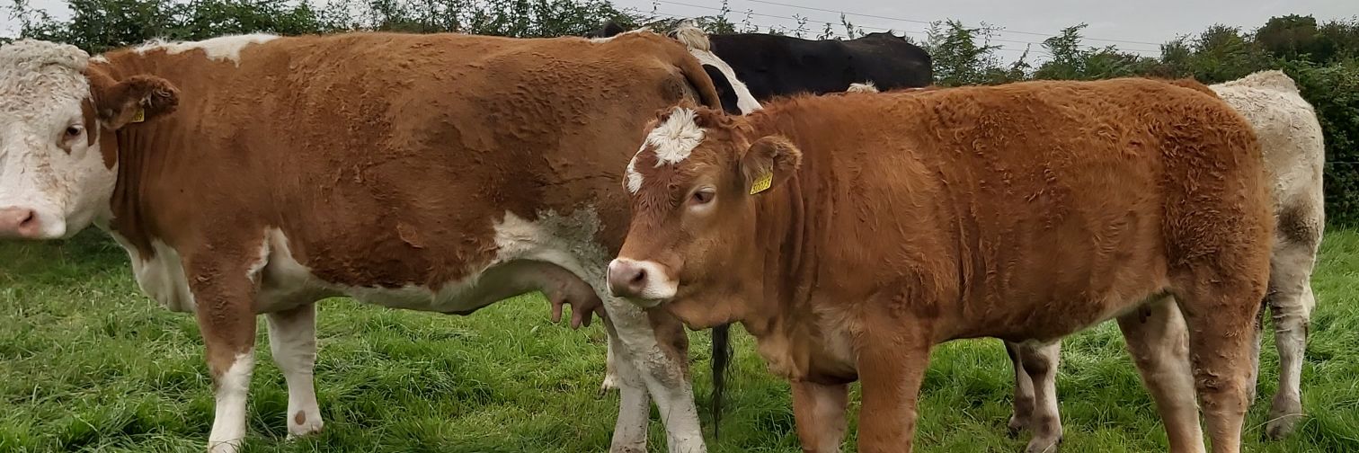 PJ O'Connor🐂🌱🚜 banner
