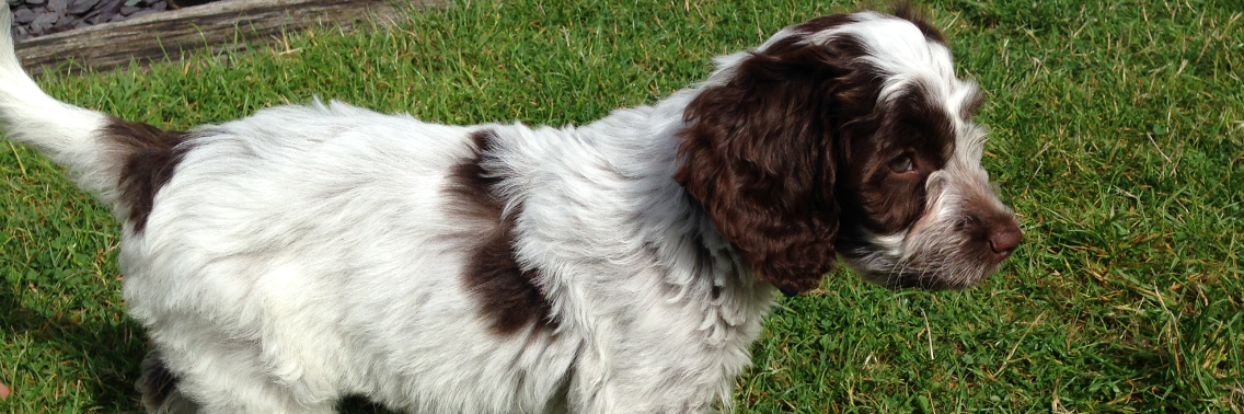 landeladogs's profile banner image