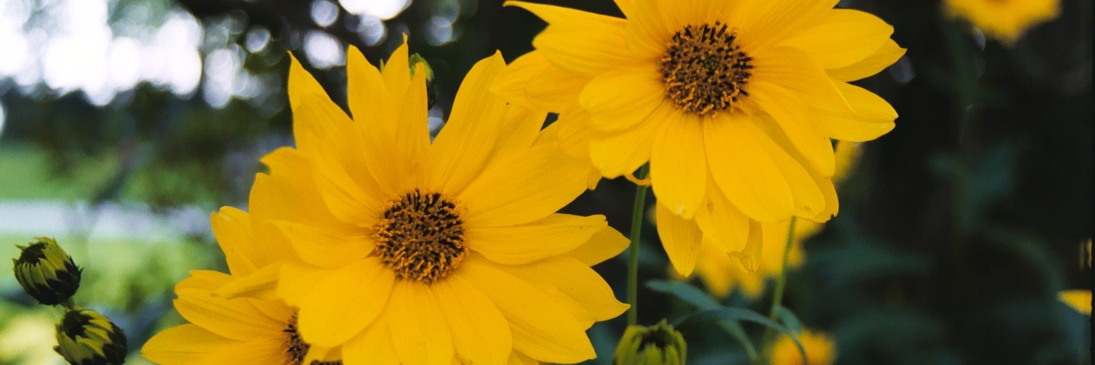 jayejo's profile banner image