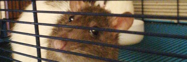 Hummr01 Profile Banner